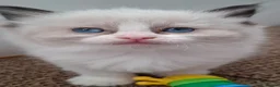 Ragdoll cats for sale: 🐈💙Stunning GCCF registered Ragdoll kittens 🐱 💙 - Advert 11