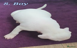 Mixed Breed dogs for sale: English/American Staffy Pups - Image 16