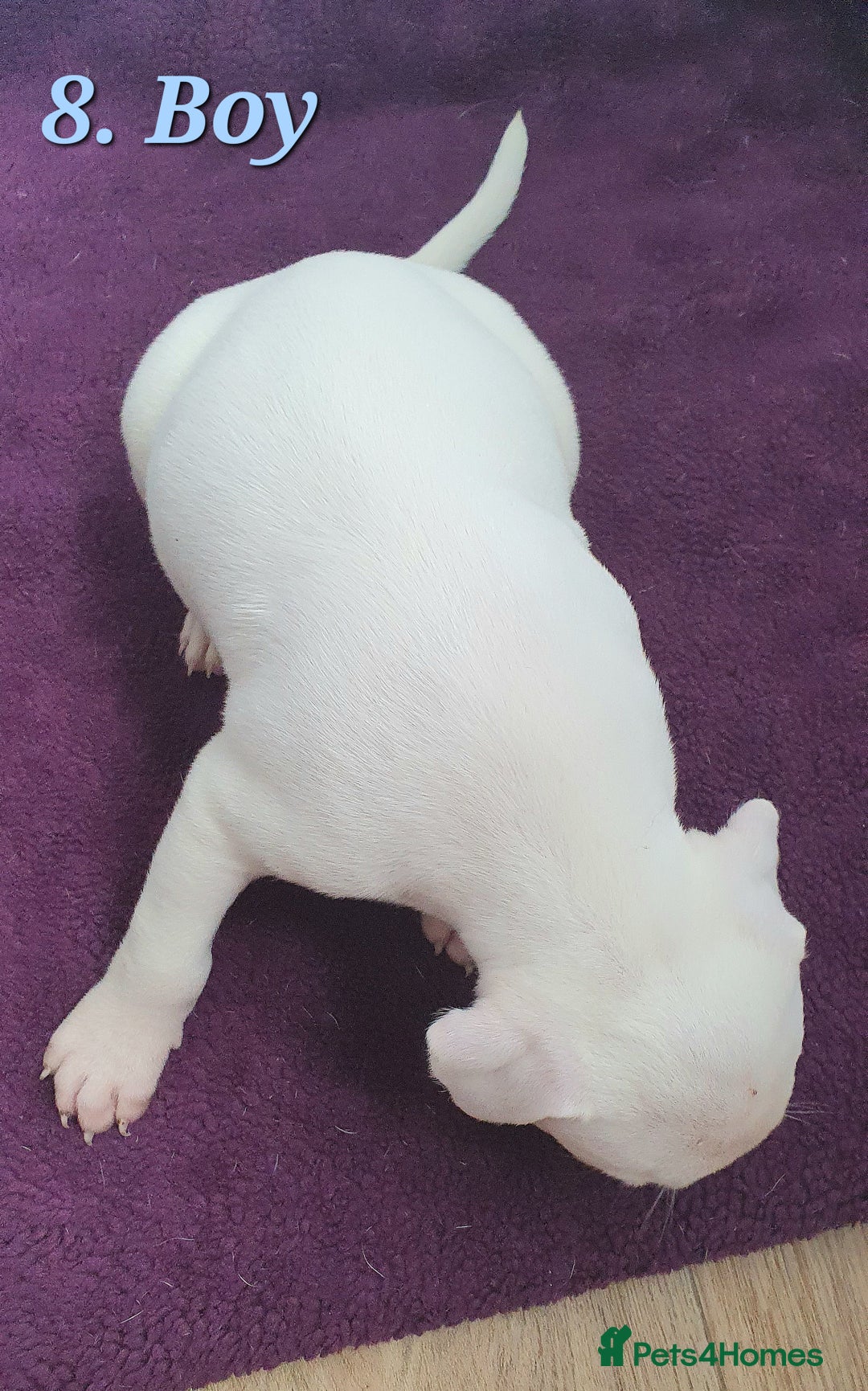 Mixed Breed dogs for sale: English/American Staffy Pups - Image 16