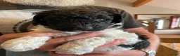 Mixed Breed dogs for sale: St Berdoodle F1b - Advert 5