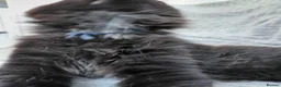 Maine Coon cats for sale: Ticca Black smoke x 3 male maine coons.  - Advert 4