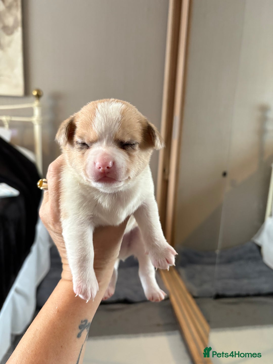 Chihuahua dogs for sale: Puppy’s  - Advert 17