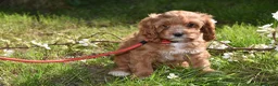 Cavapoo dogs for sale: Ready Now F1 Toy Cavapoo Puppies Health Tested - Advert 37