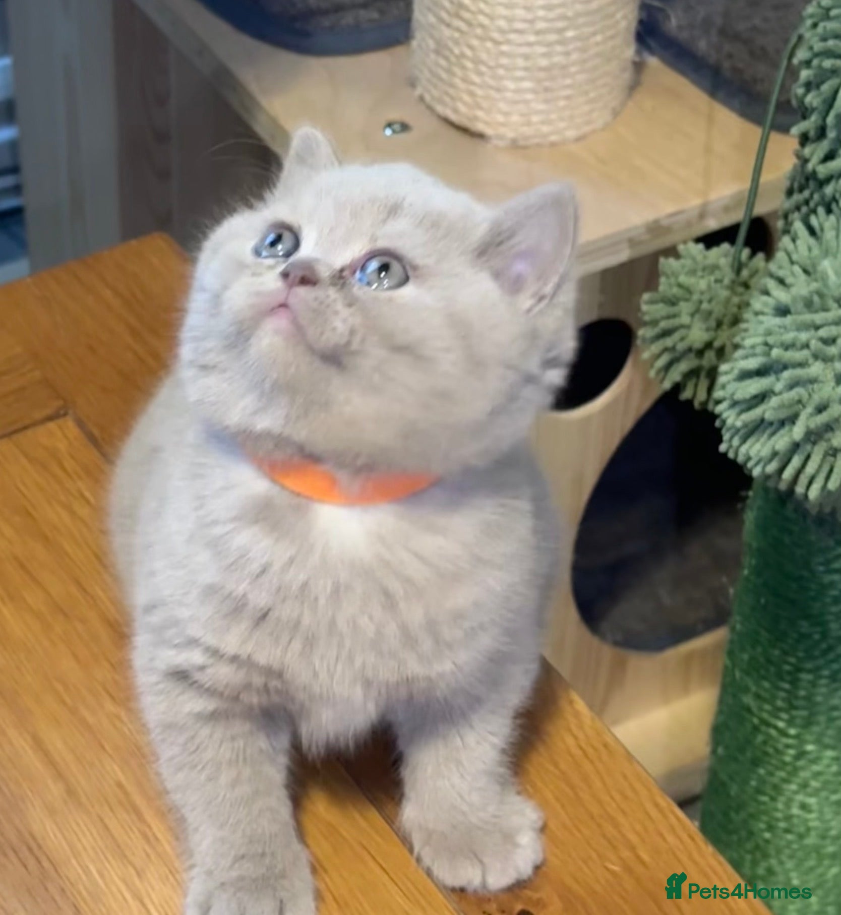 British Shorthair cats Purebred amazing BSH kittens - Advert 1