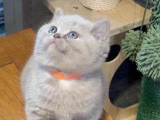 British Shorthair cats Purebred amazing BSH kittens - Advert 1