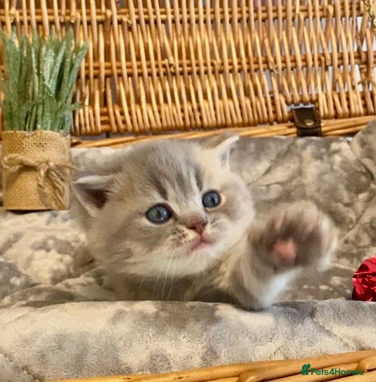 Scottish Fold cats 🧸😻CHAMPION LINE TICA ACTIVE SCOTTISH/BSH😻🧸 - Advert 1
