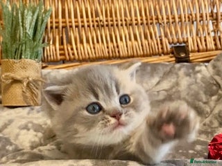 Scottish Fold cats 🧸😻CHAMPION LINE TICA ACTIVE SCOTTISH/BSH😻🧸 - Advert 1