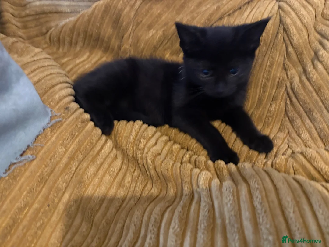 Mixed Breed cats for sale: 11 week old black male kittens  - Advert 5