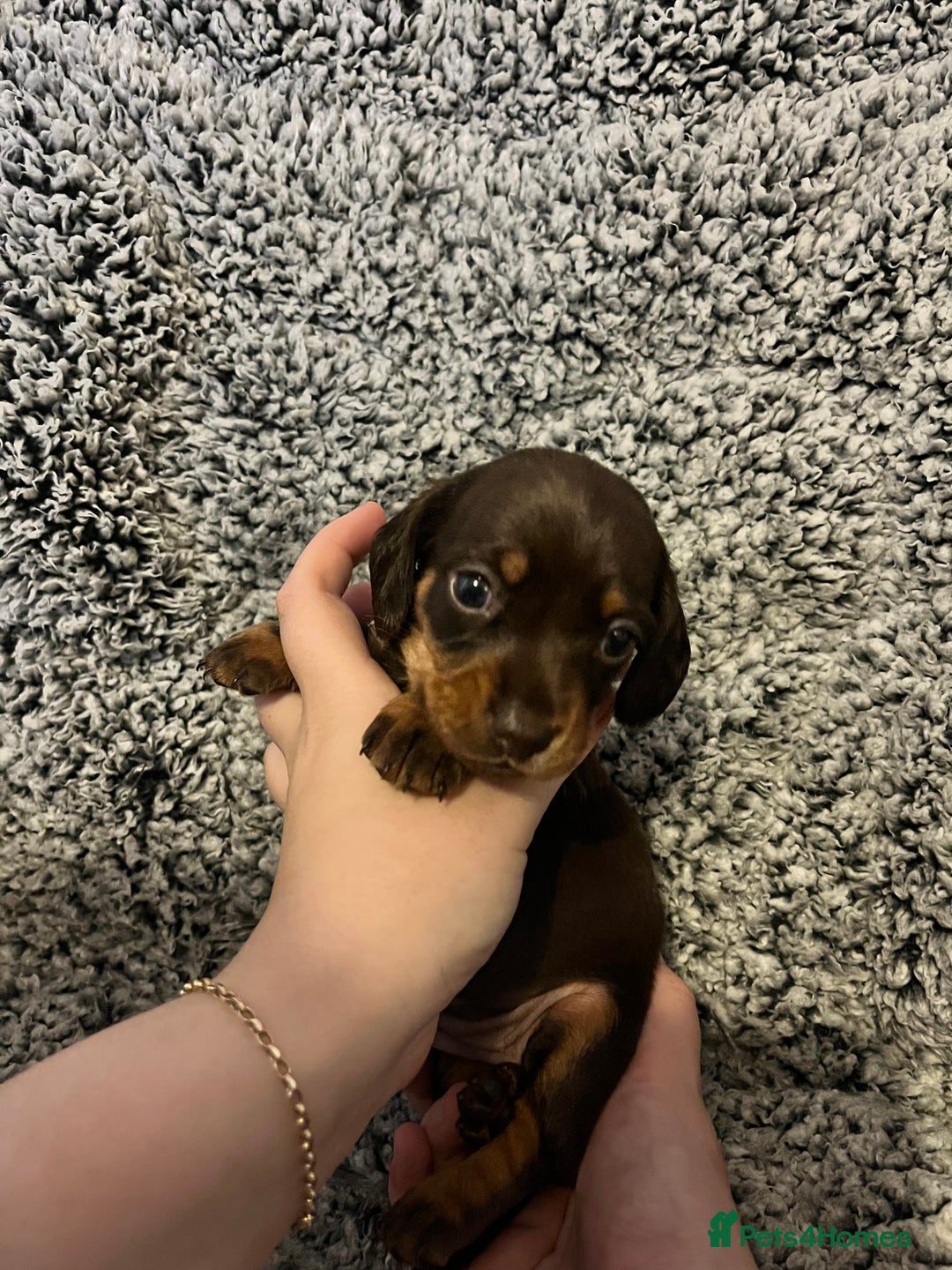 Miniature Dachshund dogs for sale: Beautiful Miniature dachshunds🐶🤎 - Advert 12