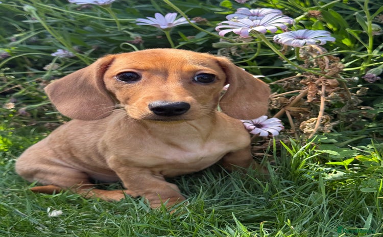 Miniature Dachshund dogs - Advert 10
