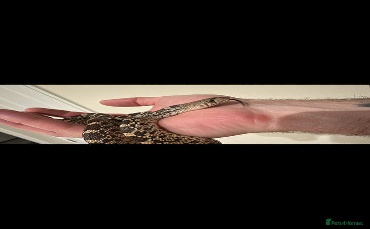 Snake reptiles - Advert 1