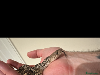 Snake reptiles - Advert 28