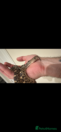 Snake reptiles - Advert 2