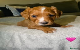 Cocker Spaniel dogs for sale: Cocker Spaniel Puppies  - Advert 15