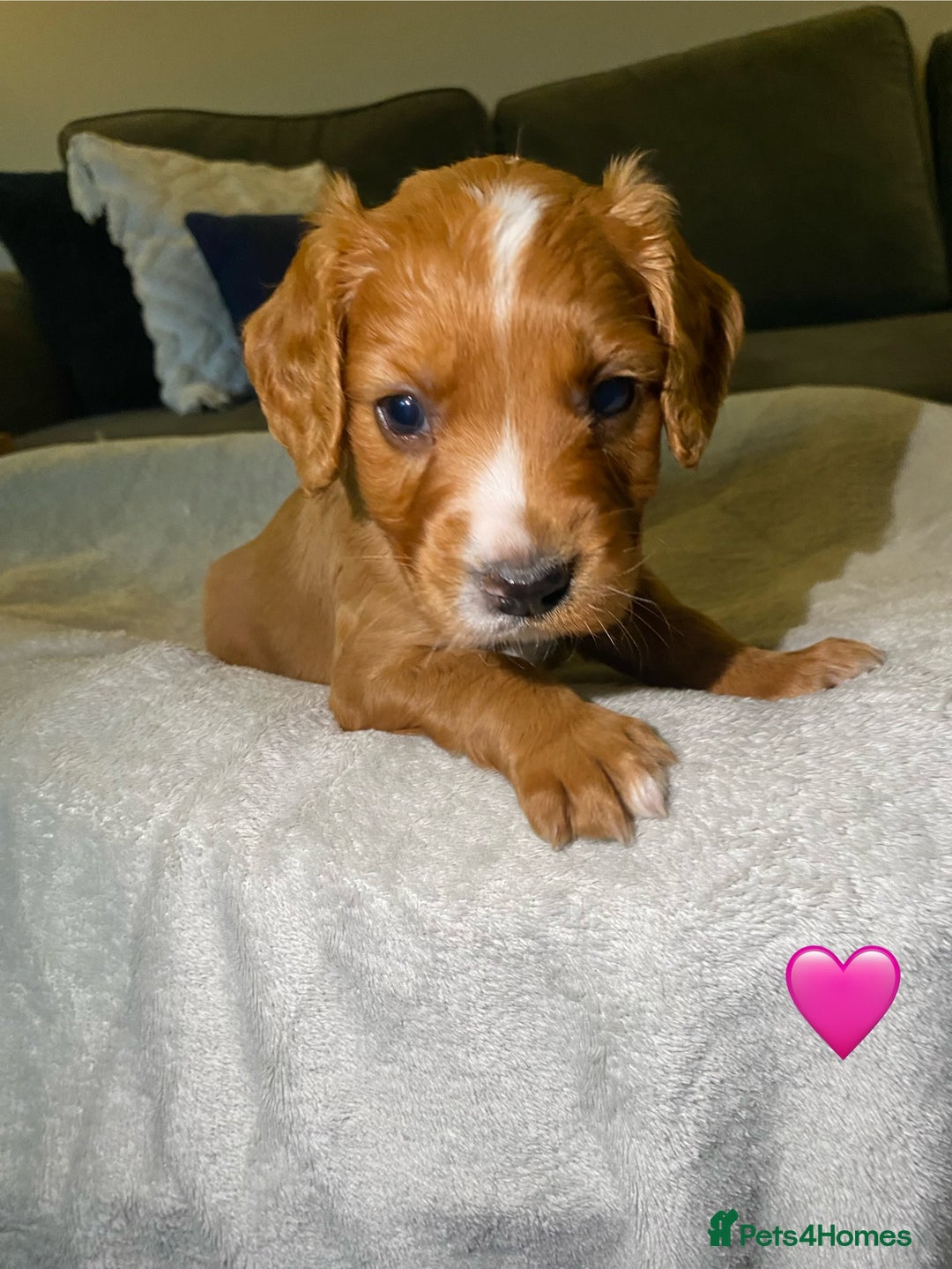 Cocker Spaniel dogs for sale: Cocker Spaniel Puppies  - Advert 15