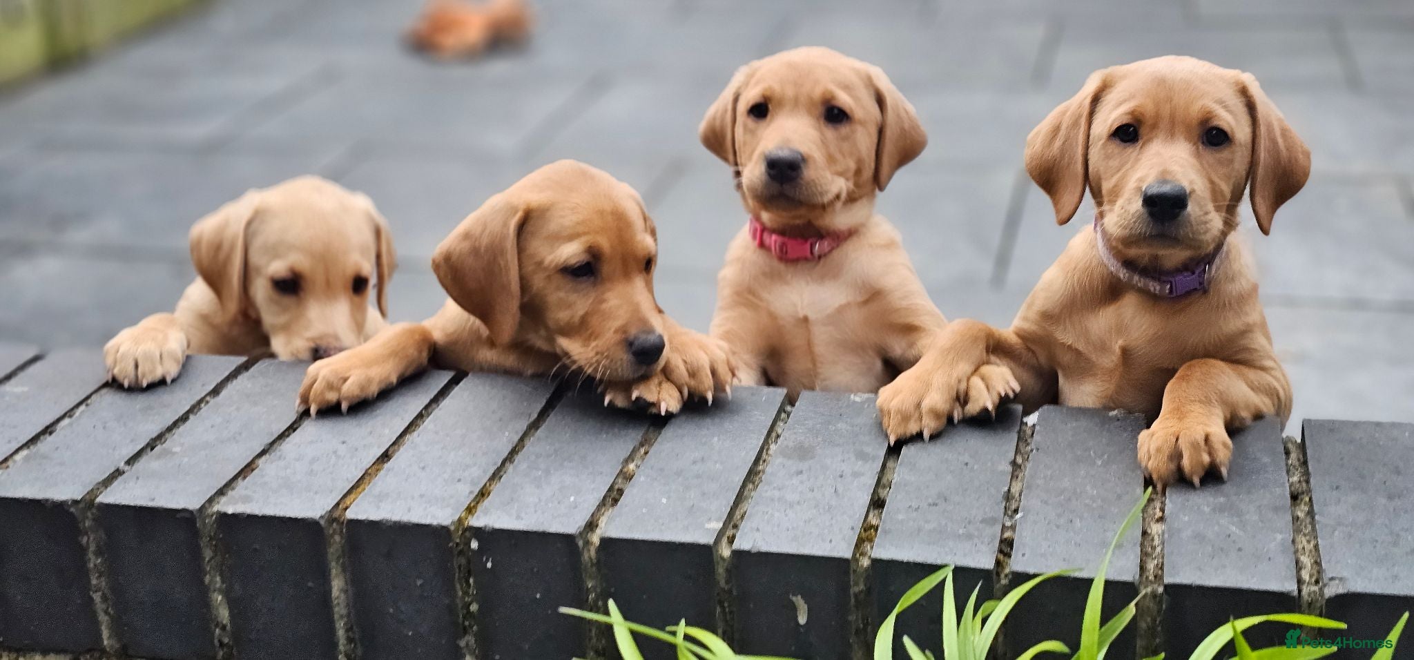 Labrador Retriever dogs 1 x Girl Fox Red Labrador Puppy - Advert 8