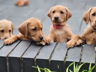 Labrador Retriever dogs 1 x Girl Fox Red Labrador Puppy - Advert 8
