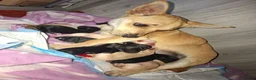 Mixed Breed dogs for sale: Beautiful healthy chiapoo's in Newcastle upon Tyne - Advert 1