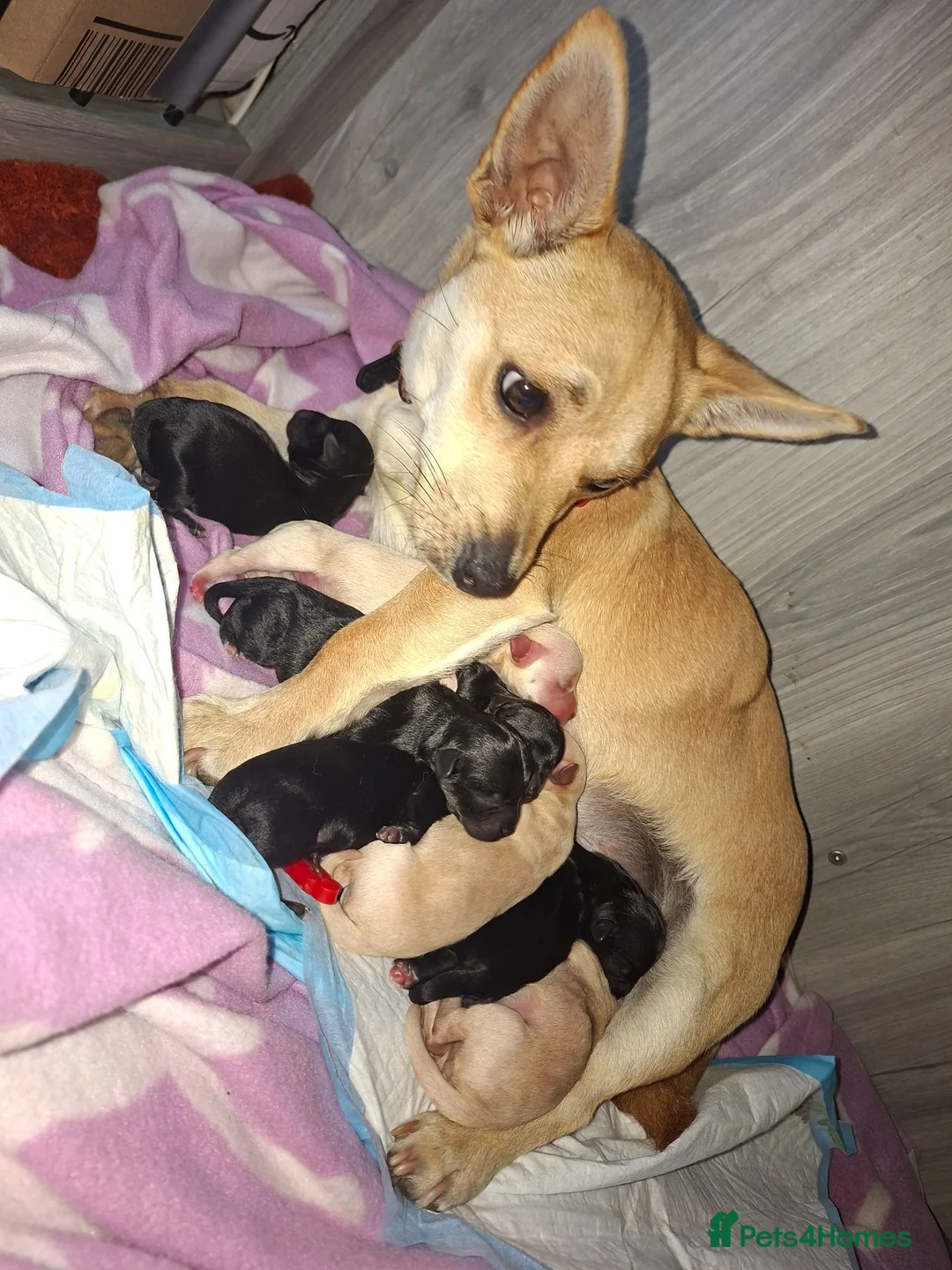 Mixed Breed dogs for sale: Beautiful healthy chiapoo's in Newcastle upon Tyne - Advert 1