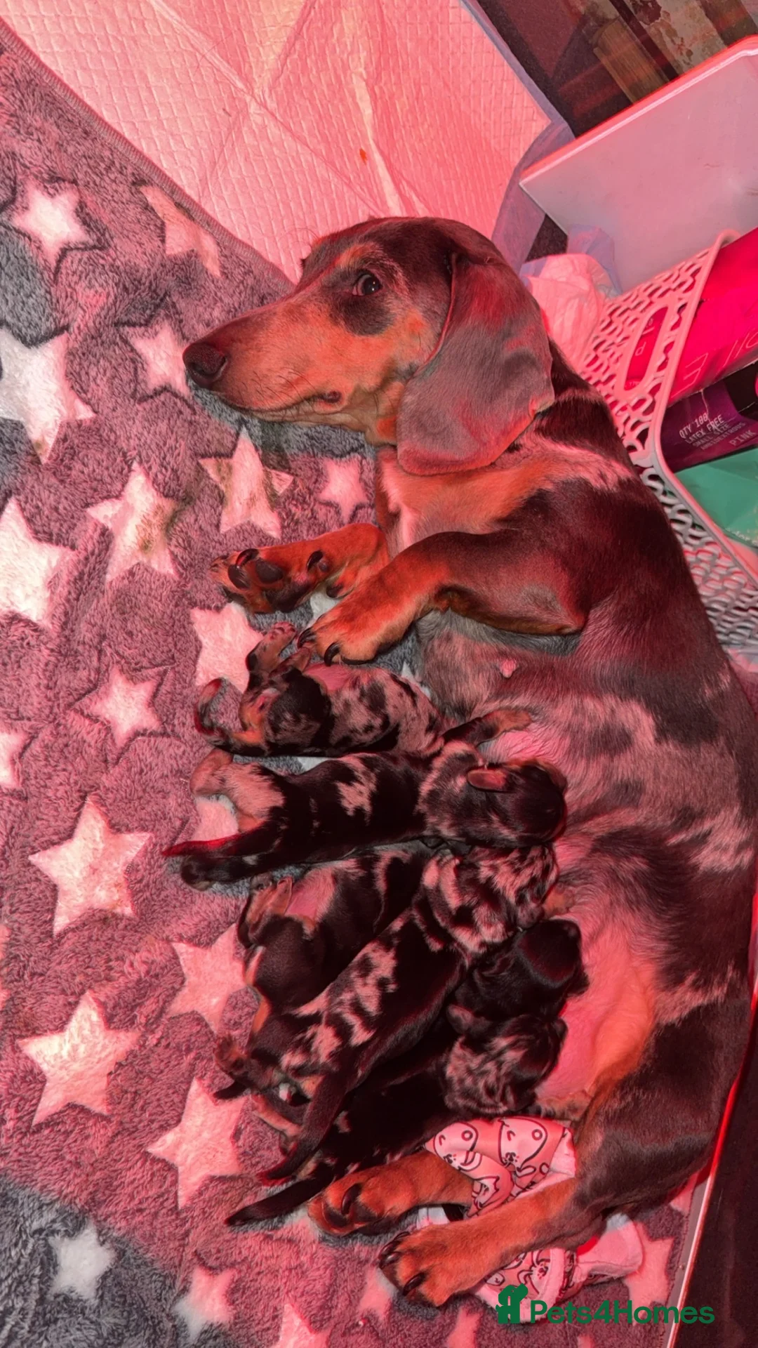 Miniature Dachshund dogs for sale: 6 beautiful miniature dachshunds puppies for sale in Kettering - Advert 2