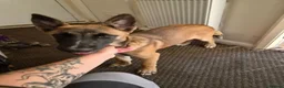 Belgian Shepherd Dog dogs for sale: Belgian malinois  in Wrexham - Advert 2