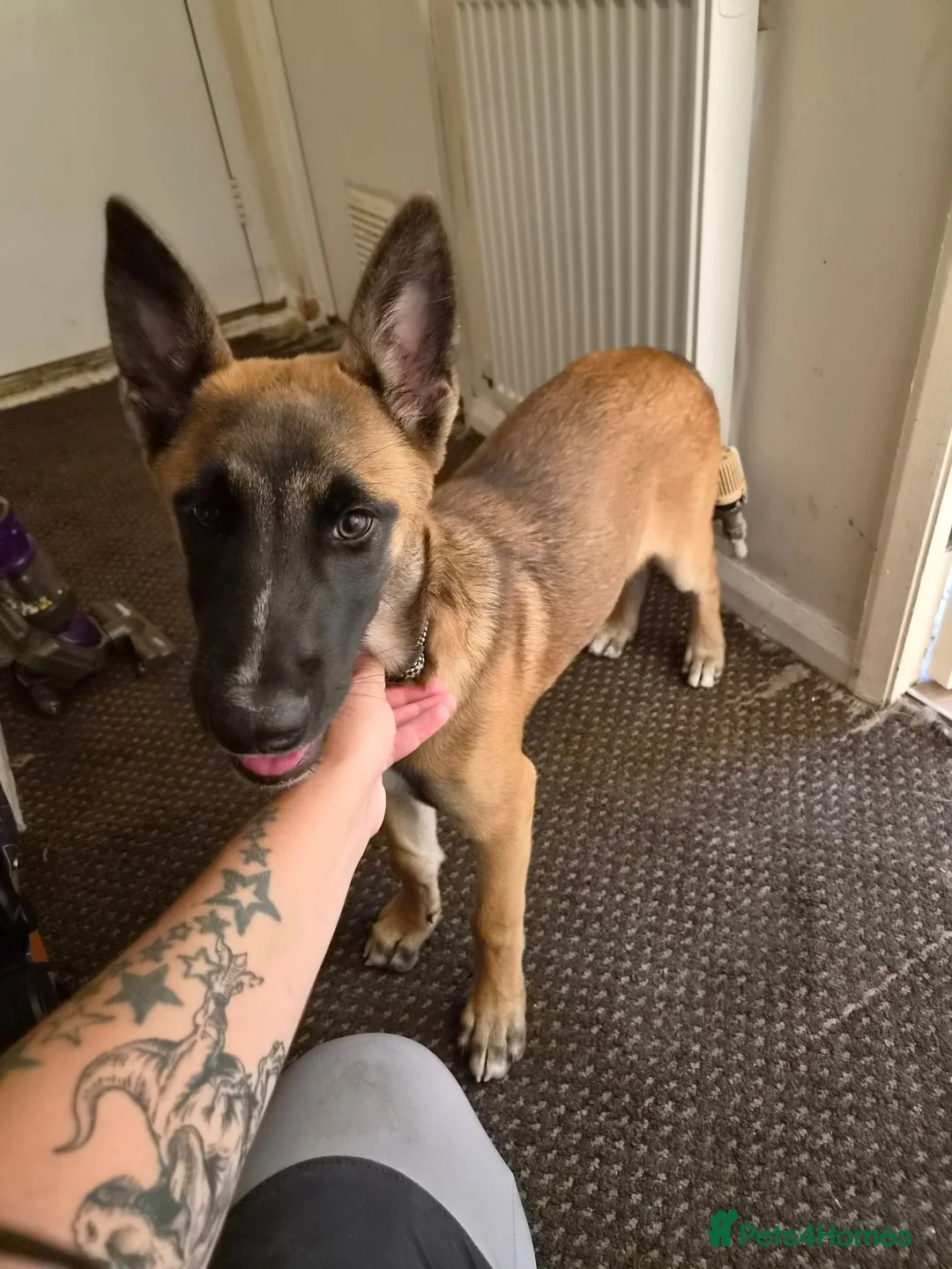 Belgian Shepherd Dog dogs for sale: Belgian malinois  in Wrexham - Advert 2
