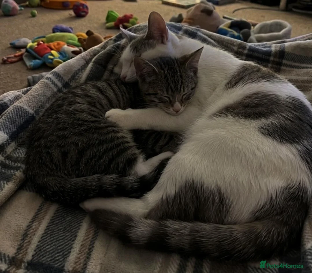 Mixed Breed cats for sale: A little boy looking for a new home - Advert 1