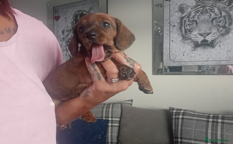 Miniature Dachshund dogs - Advert 12
