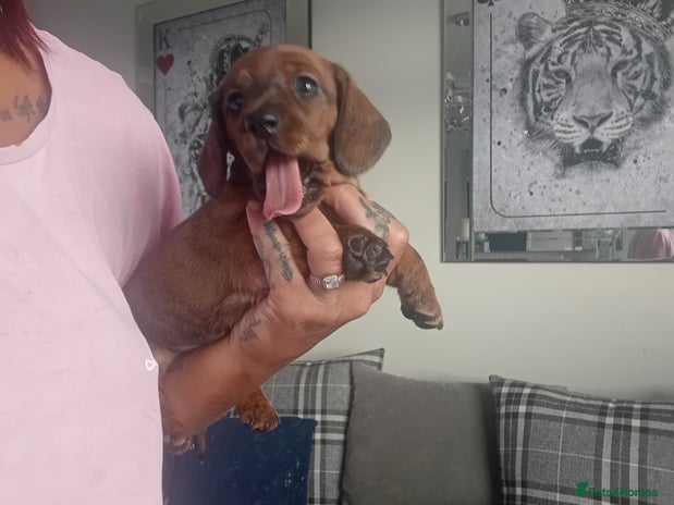 Miniature Dachshund dogs - Advert 12