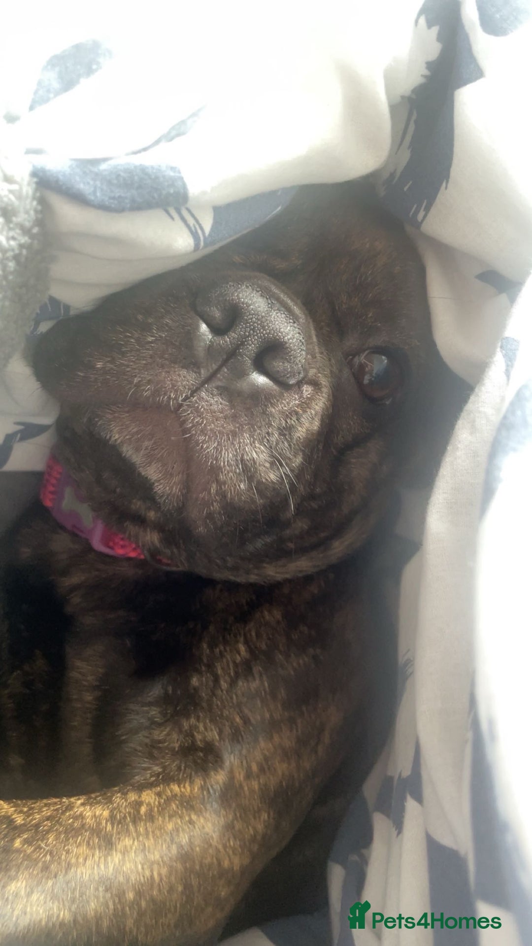 French Bulldog dogs for stud: Female Fenchie looking for stud - Image 2