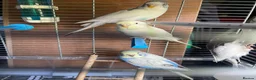 Budgerigars birds for sale: Baby budgies for sale  - Advert 5