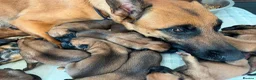 Belgian Shepherd Dog dogs for sale: Extraordinary Belgian Malinois puppies  - Advert 3