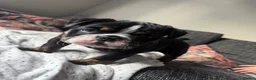 Olde English Bulldogge dogs for sale: STUNNING RARE OLD ENGLISH BULLDOG PUPS - Advert 21
