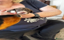 Cocker Spaniel dogs for sale: Final 2 pups in the Litter - Image 14