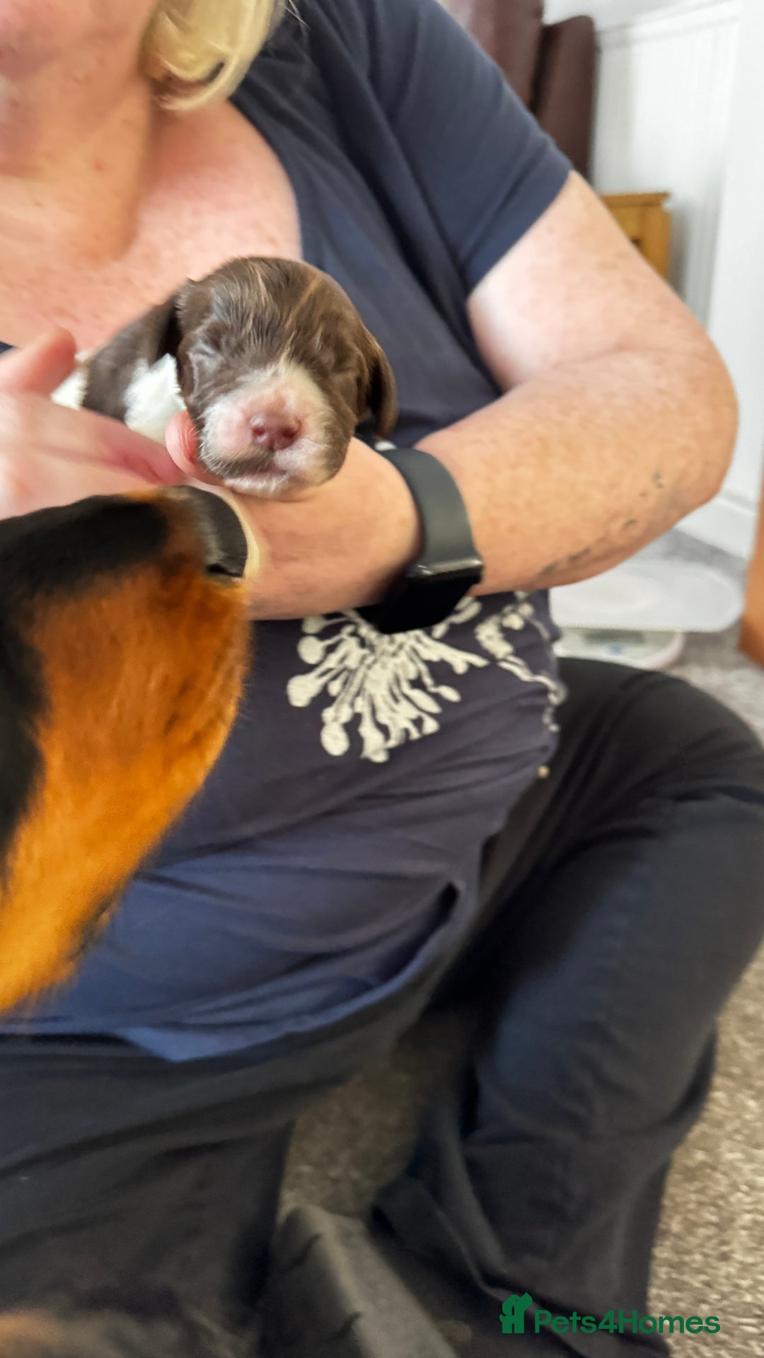 Cocker Spaniel dogs for sale: Final 2 pups in the Litter - Image 14