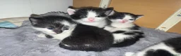 Mixed Breed rabbits for sale: Black and white kittens  in Bognor Regis - Advert 10