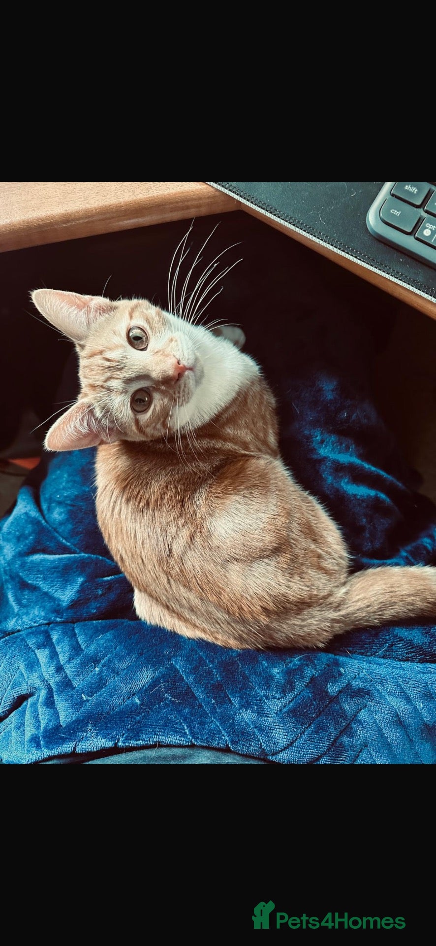 Mixed Breed cats Handsome Ginger & White male Kitten – 5 Months Old - Advert 1