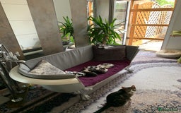 British Shorthair cats for sale: Gorgeous Kittens  - Image 19