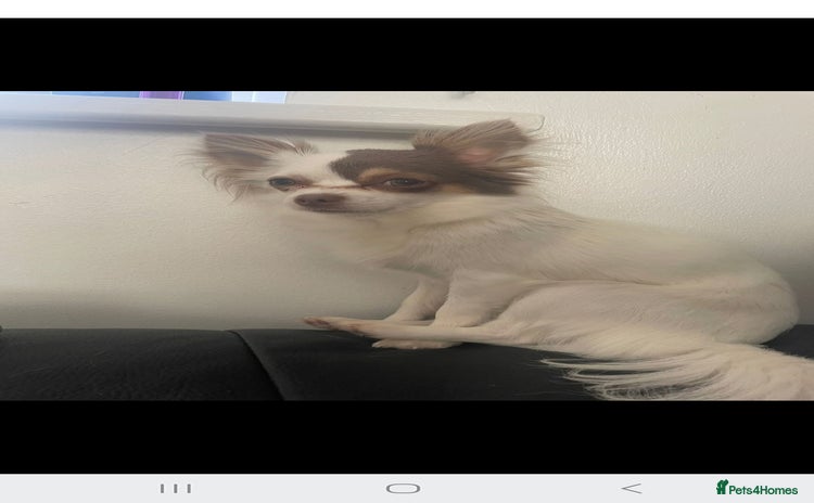 Chihuahua dogs  **  chihuahuas  - Advert 1