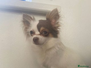 Chihuahua dogs ** chihuahuas - Advert 1