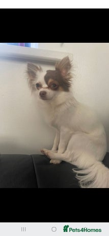 Chihuahua dogs ** chihuahuas - Advert 1