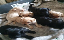Chipoo dogs for sale: Beautiful Chipoo puppies.  - Image 5