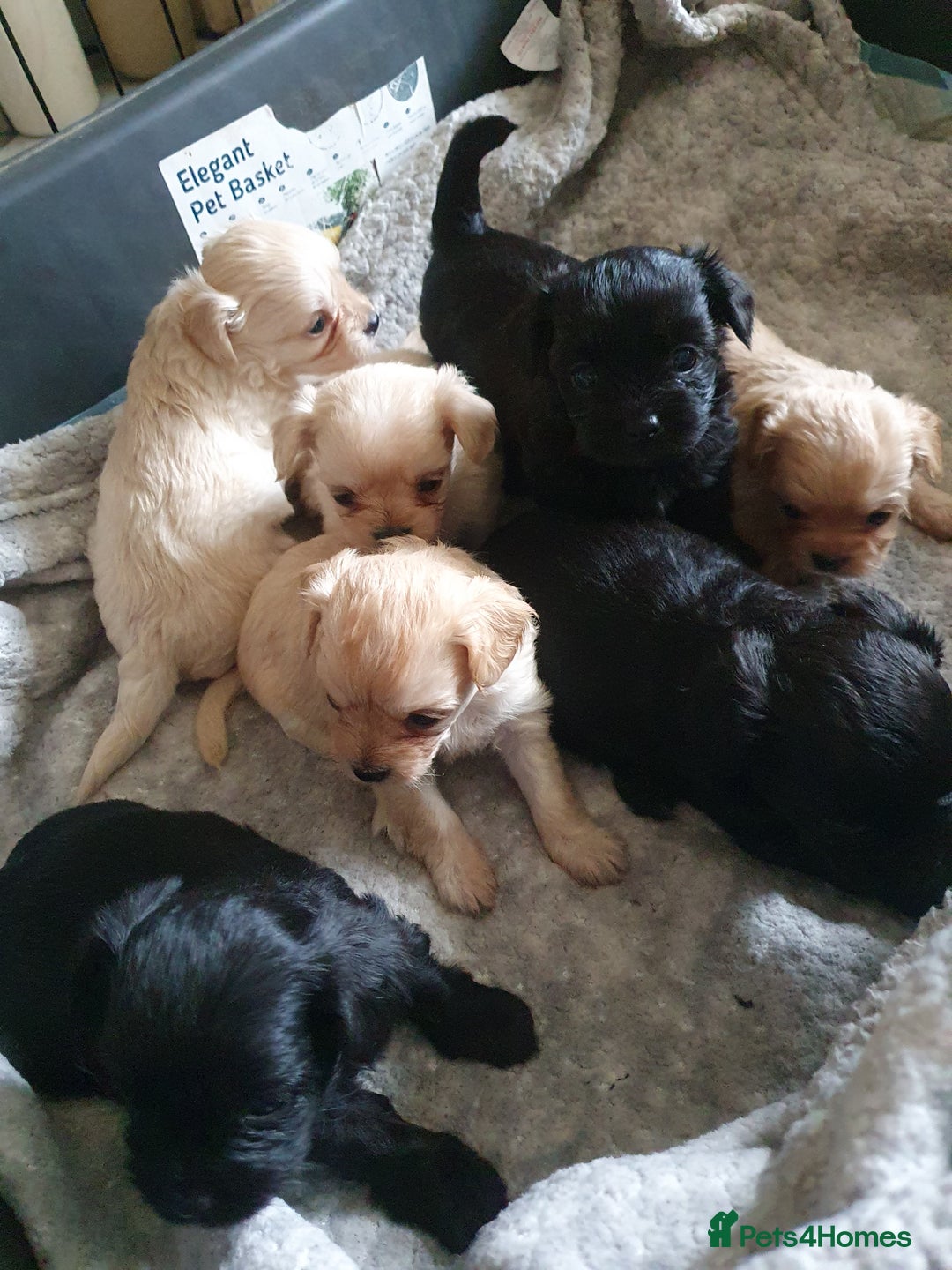 Chipoo dogs for sale: Beautiful Chipoo puppies.  - Image 5