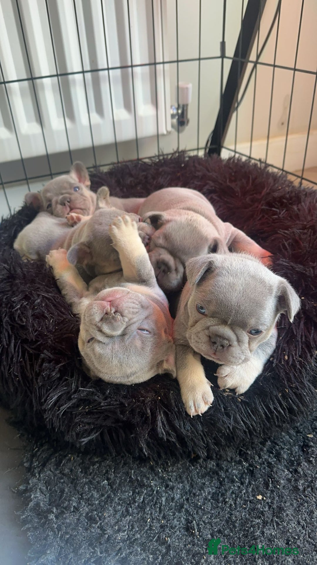 French Bulldog dogs for stud: Proven lilac & tan boy carrying cream & testable - Image 10
