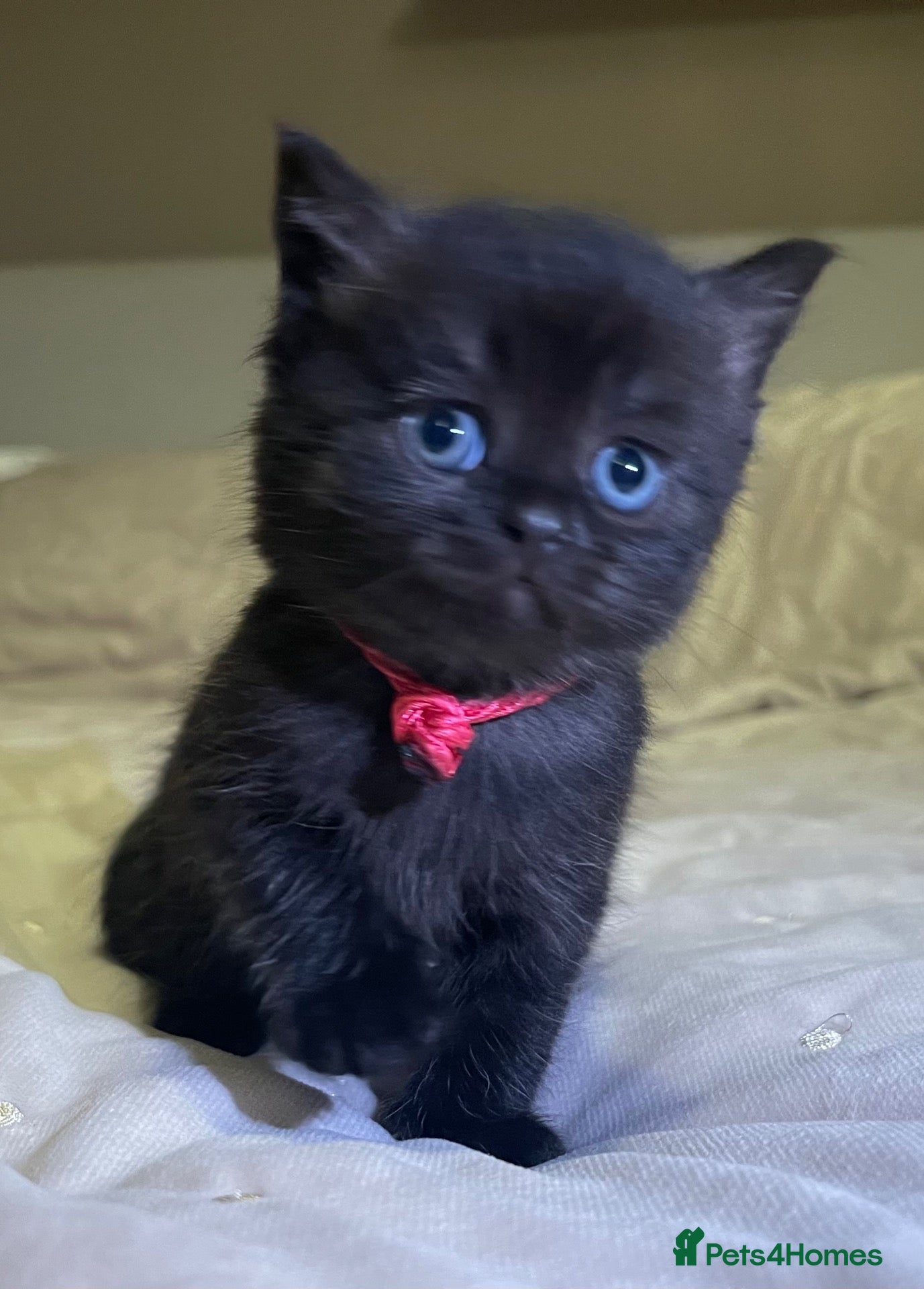 Mixed Breed cats The Little Pumpkin Patch Litter - 1 girl & 5 boys - Advert 8