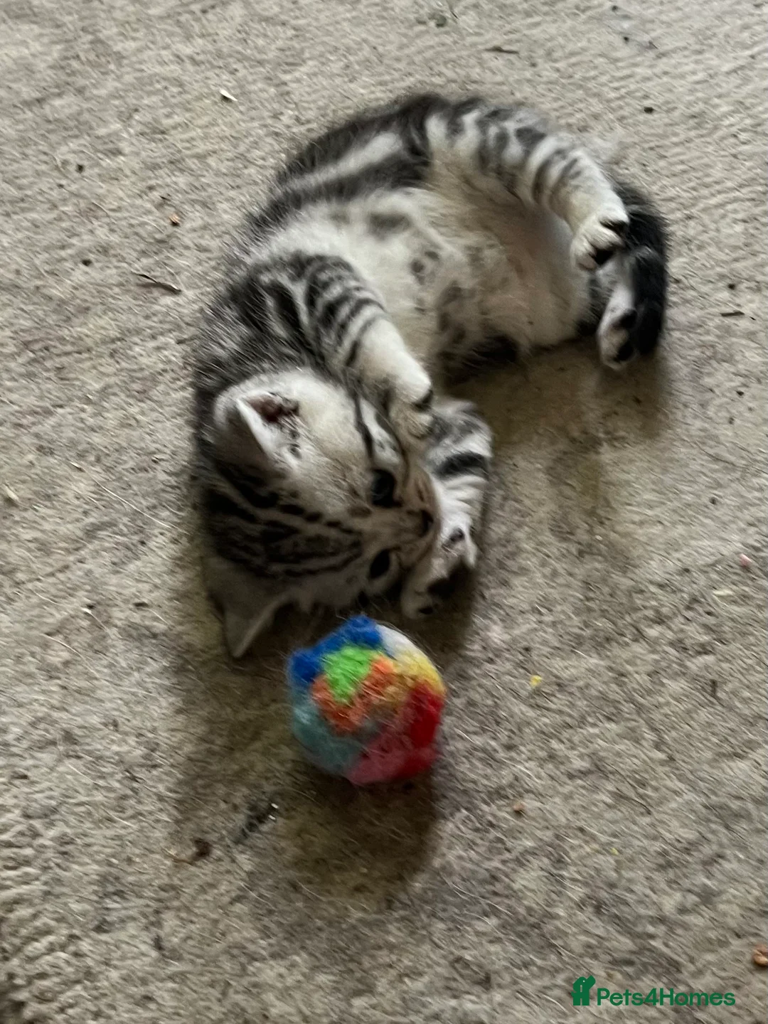 British Shorthair cats for sale: GCCF reg BSH BLACK SILVER TABBY KITTENS in Halifax - Advert 9