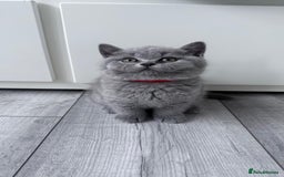 British Shorthair cats for sale: 4 British shorthair kittens  - Image 8