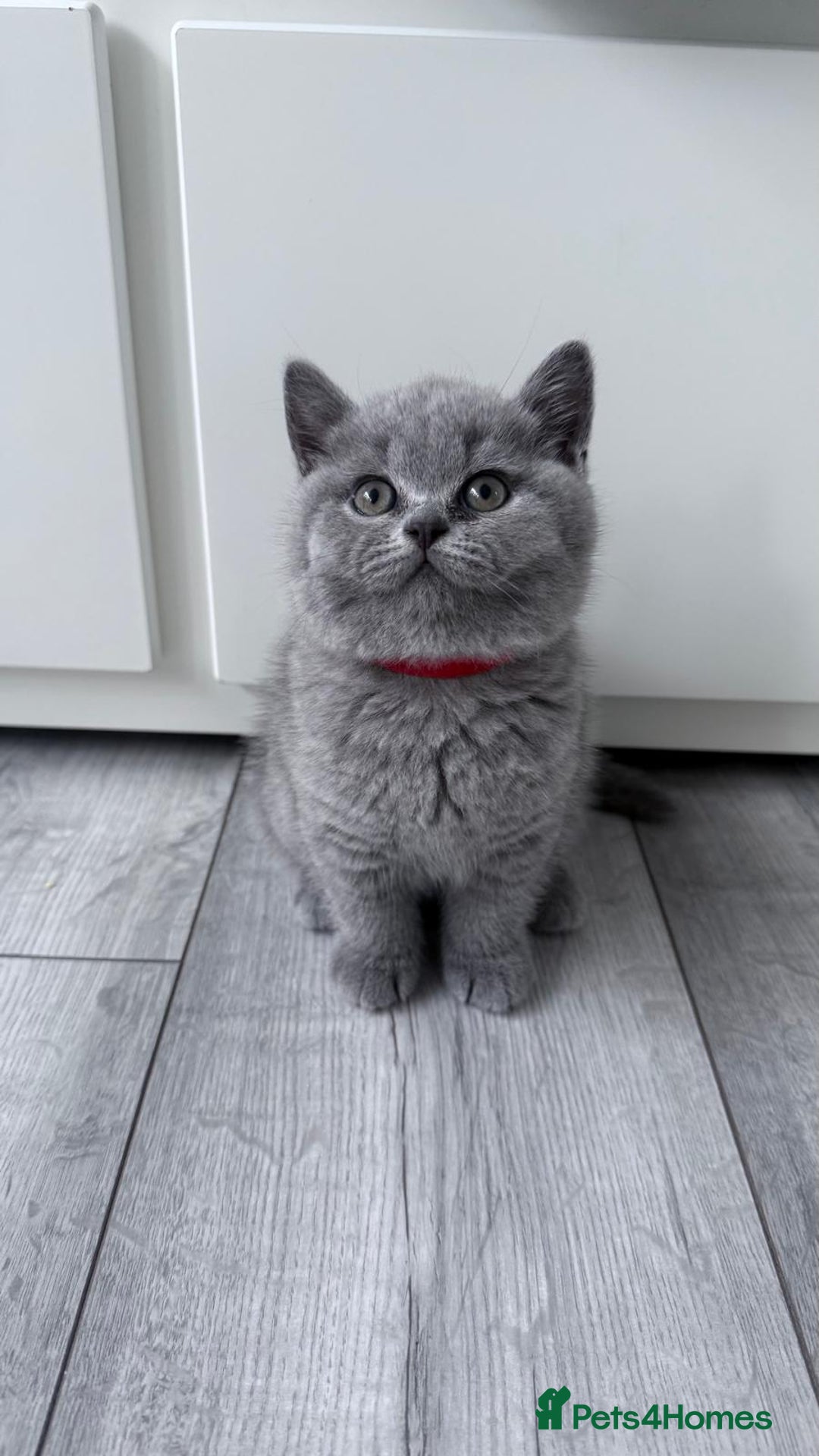 British Shorthair cats for sale: 4 British shorthair kittens  - Image 8