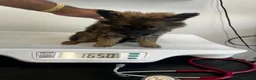 German Shepherd dogs for sale: German shepherd puppies  - Advert 9