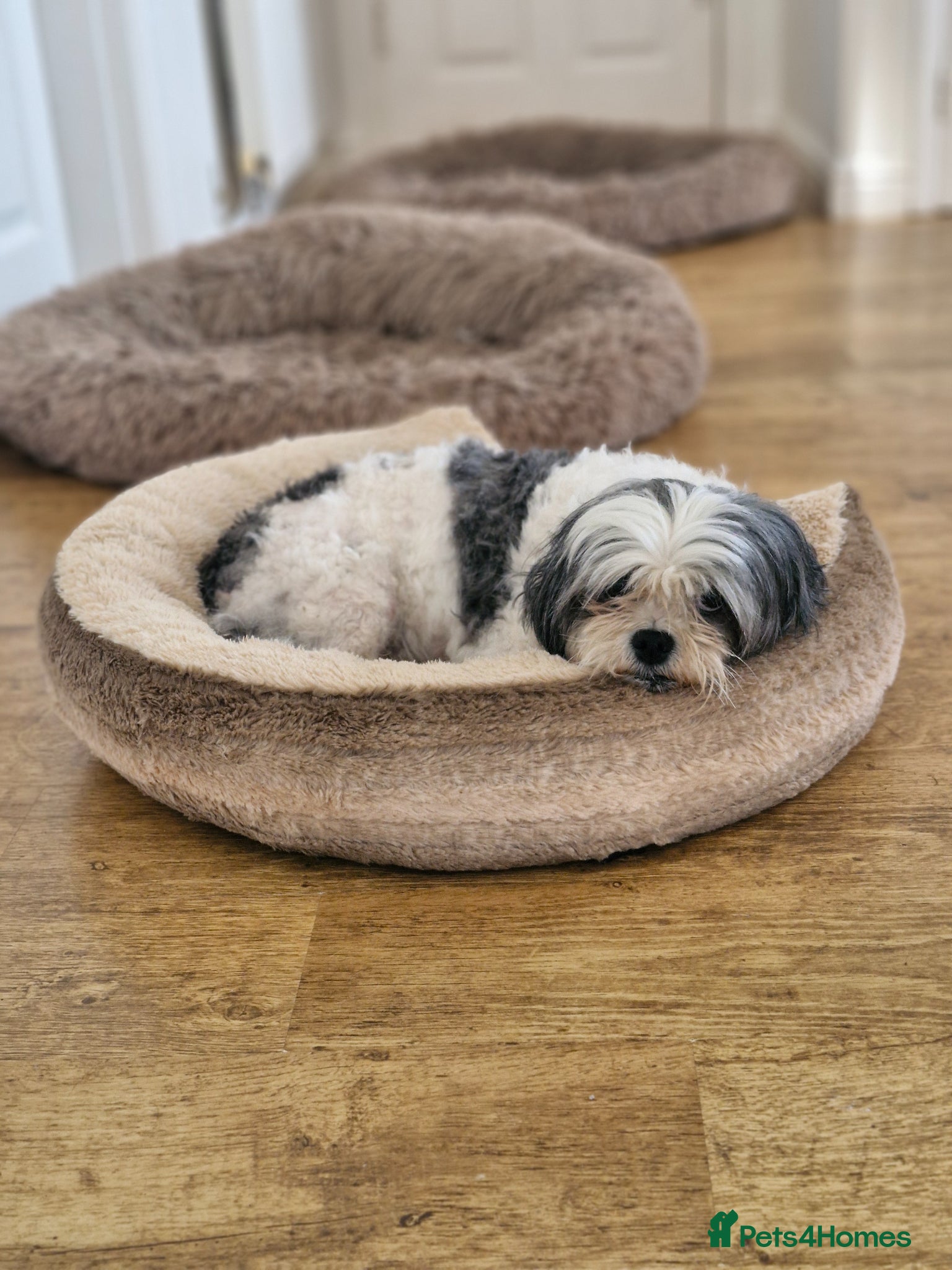 Mixed Breed dogs Millie is looking for forever loving home! - Advert 2